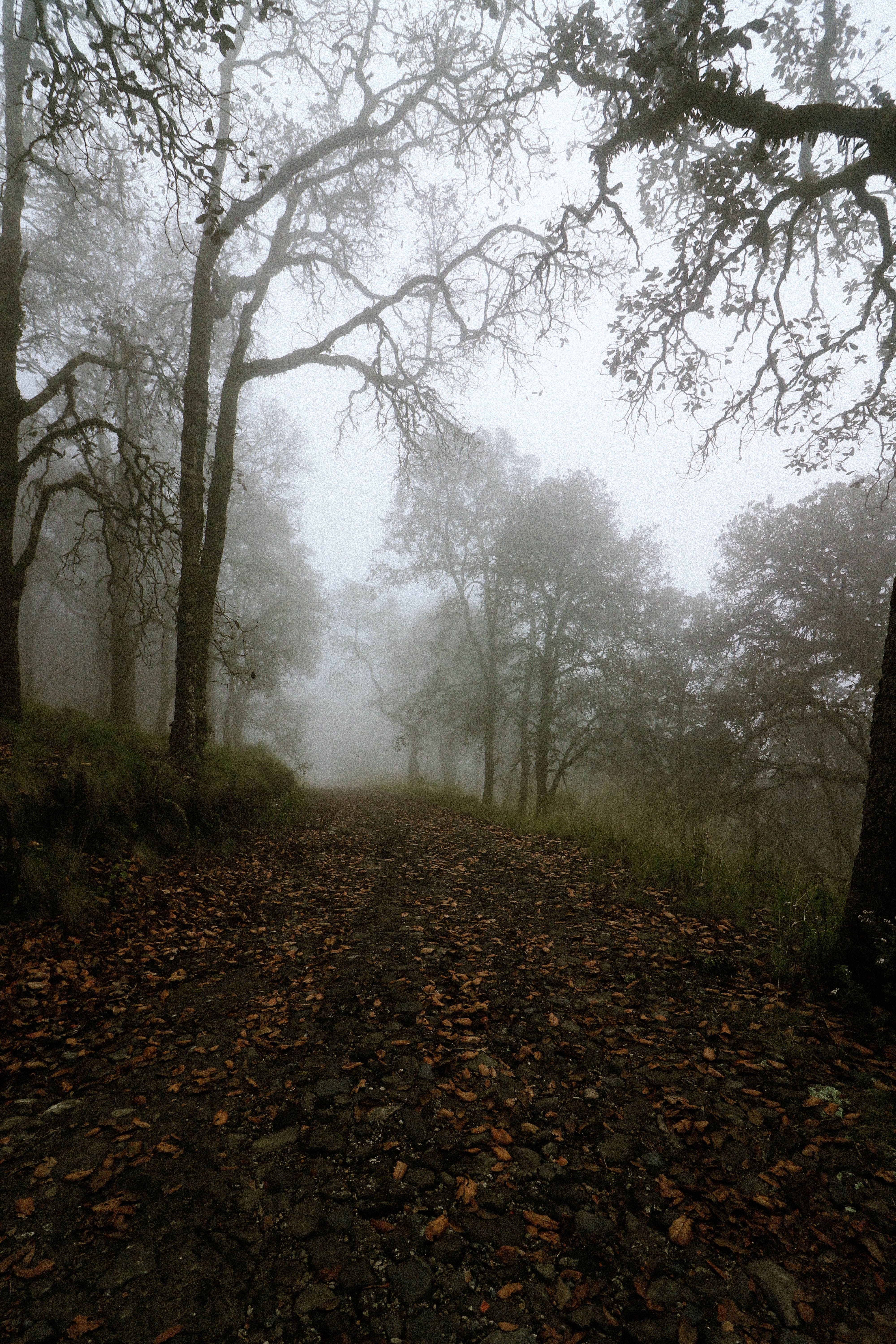 Misty Forest Pathway in Early Morning Fog · Free Stock Photo