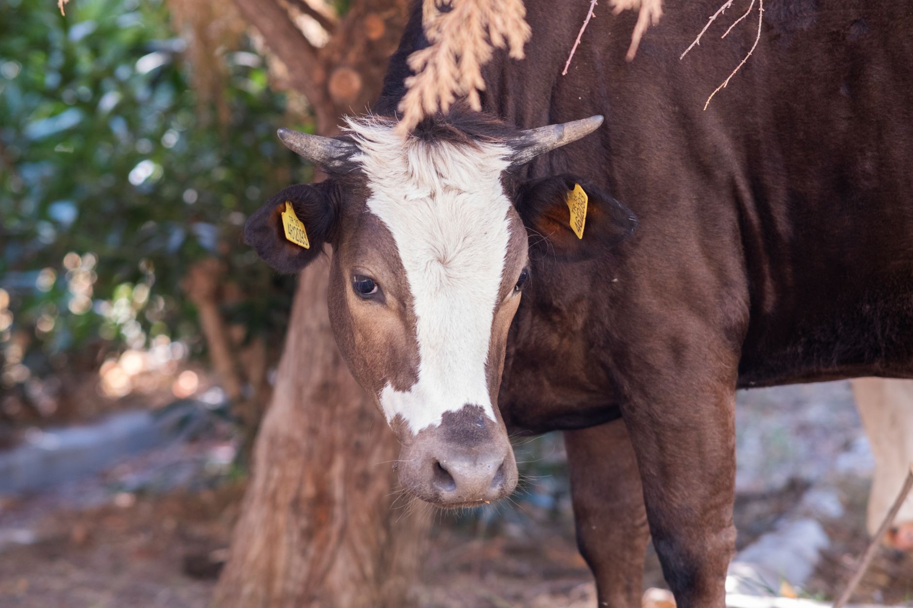 Portrait of a cow at a veterinary clinic