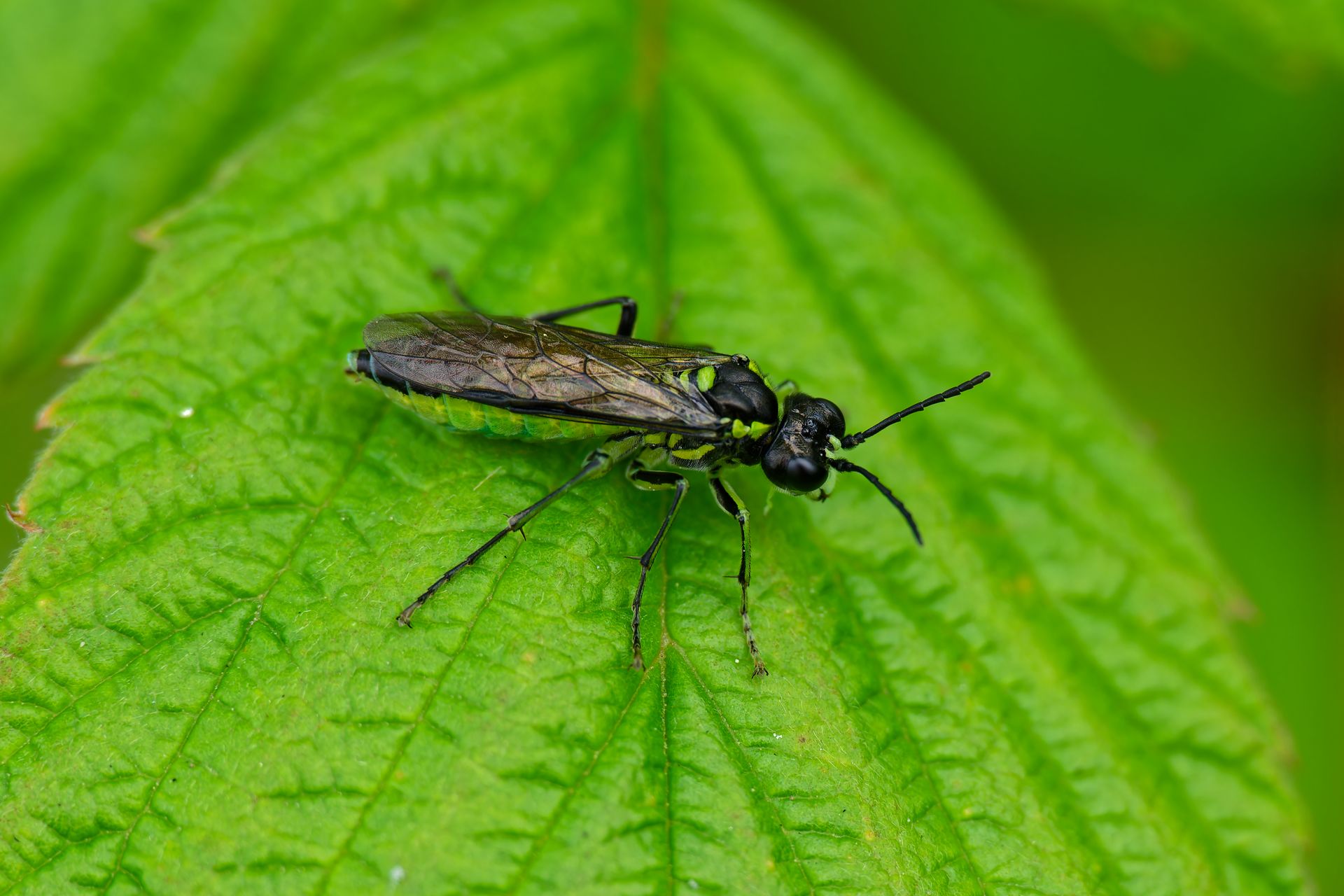 A detailed macro shot of a sawfly resting on a fresh green leaf outdoors.
