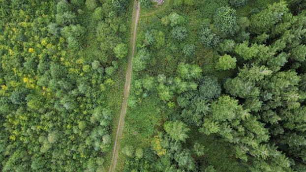 Drone shot capturing a lush green forest and pathway, showcasing nature's beauty from above.