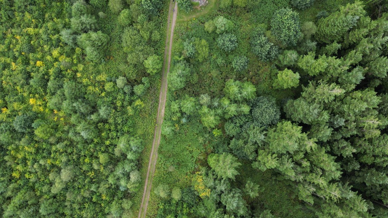 Aerial View of Lush Green Forest Pathway · Free Stock Photo