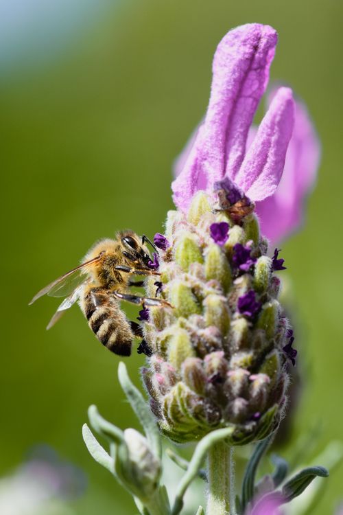 Free A detailed macro shot of a honeybee collecting nectar from a vibrant lavender flower in spring. Stock Photo