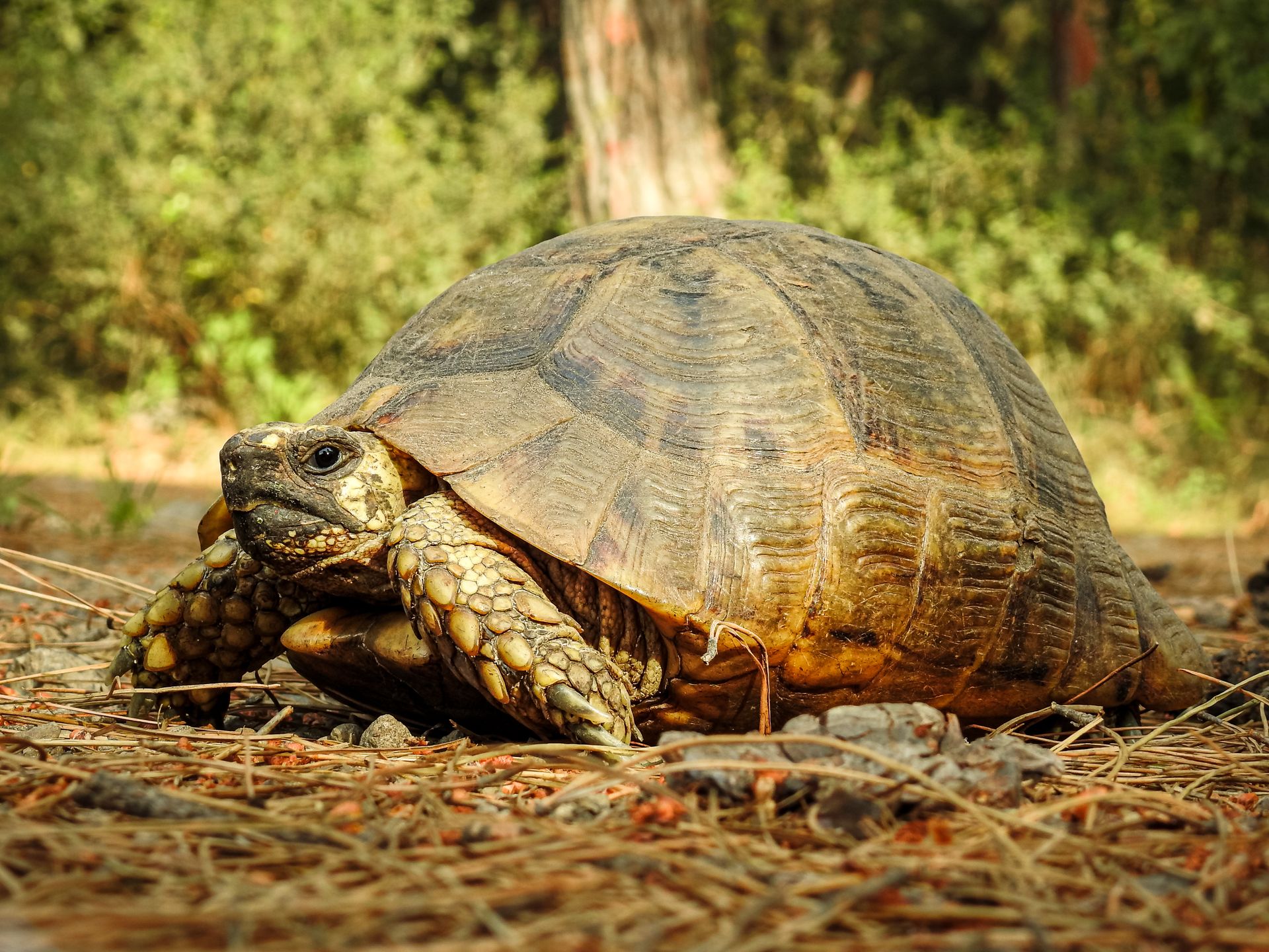 Detailed view of a tortoise in a natural setting in Payas, Hatay, Turkey.