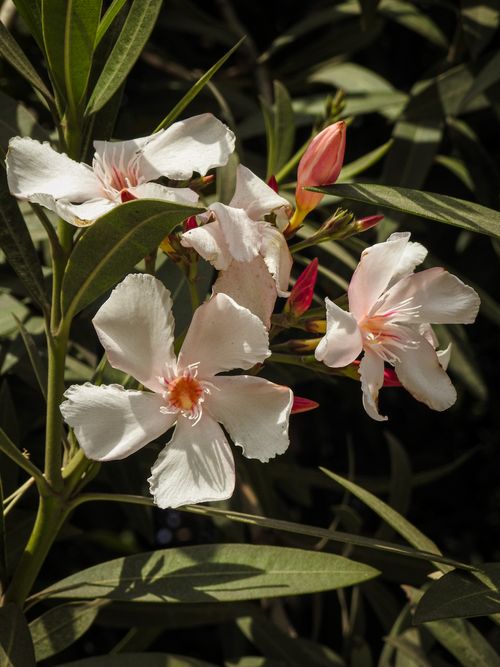Free Delicate pink oleander flowers blooming under the sun in Payas, Hatay, Türkiye. Stock Photo