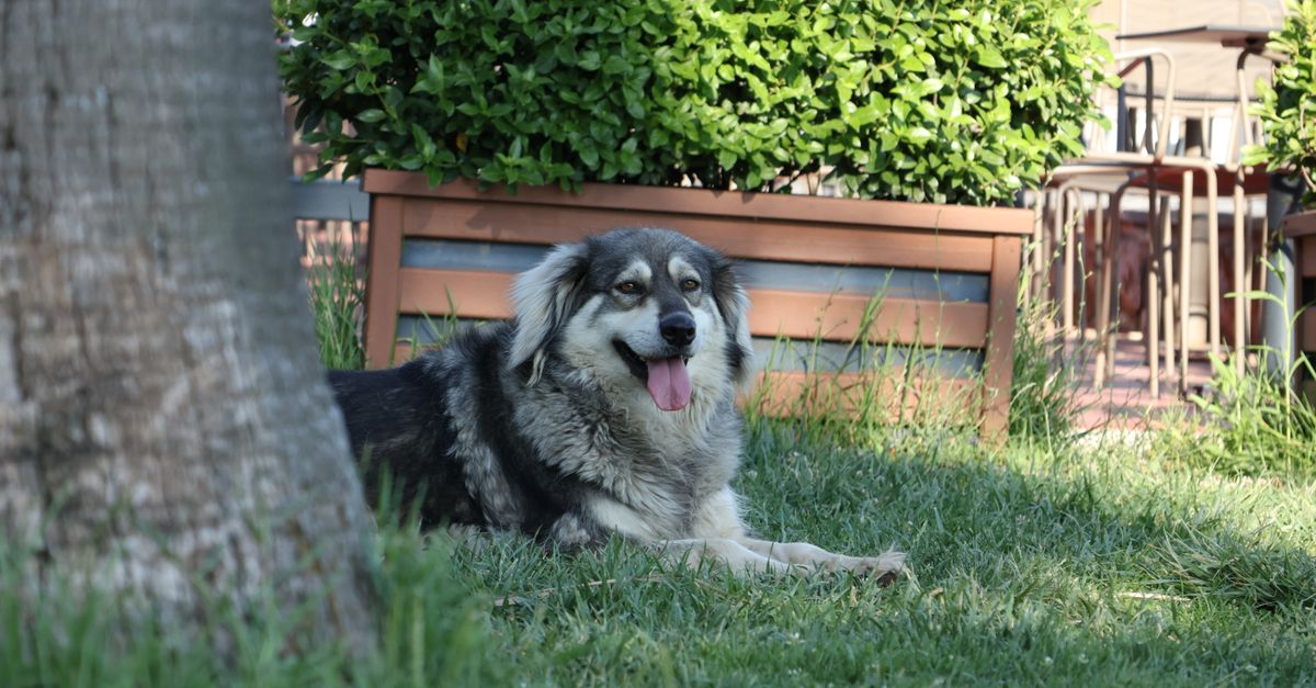 How to Create a Pet-Friendly Garden: Essential Tips
