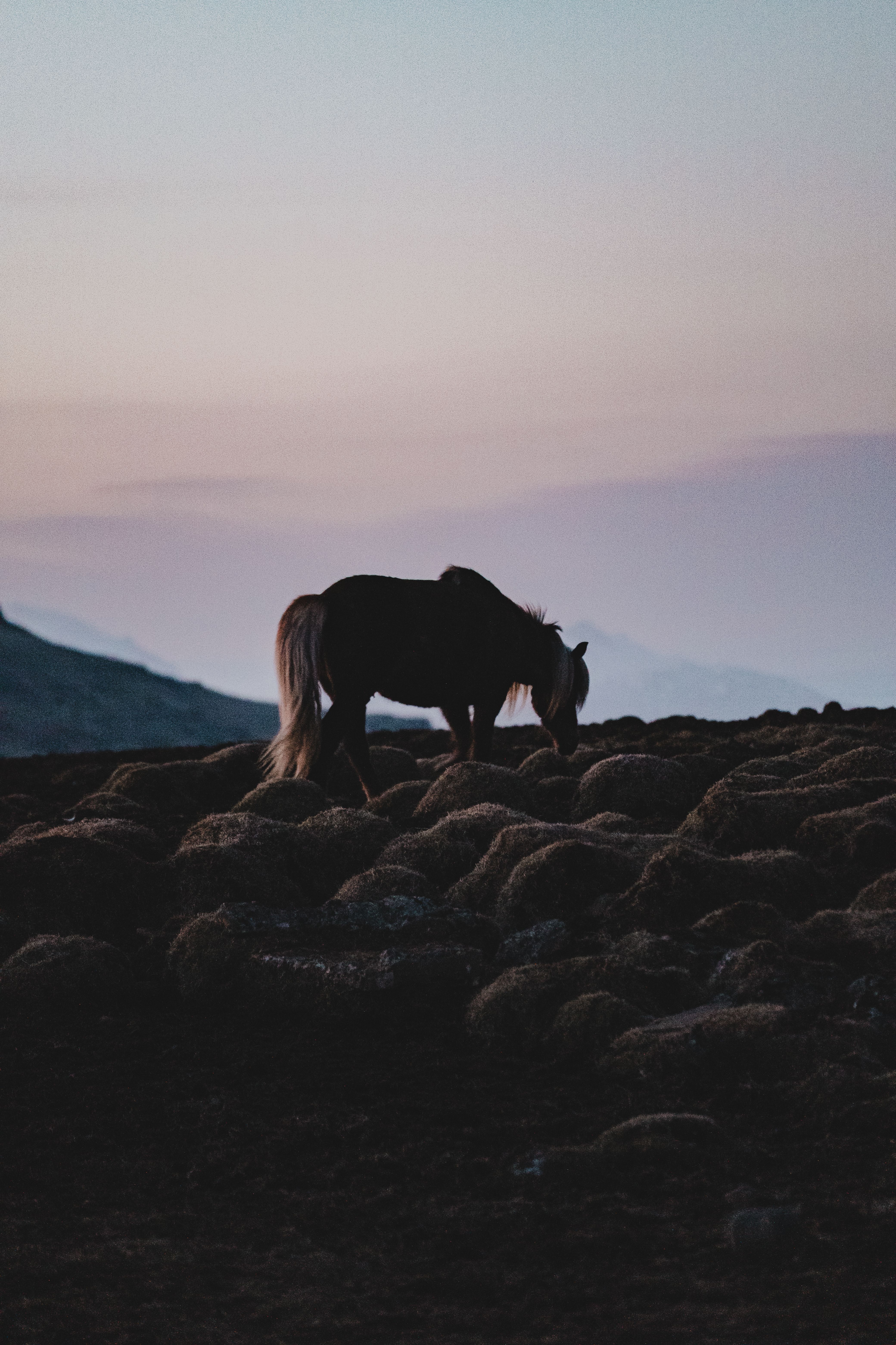 A serene silhouette of a horse grazing on a hill during a tranquil dusk setting, capturing nature's calmness.