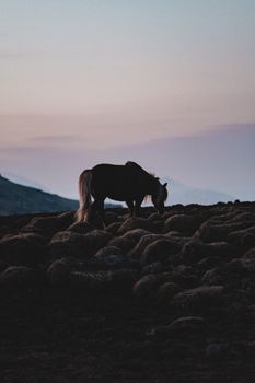 A serene silhouette of a horse grazing on a hill during a tranquil dusk setting, capturing nature's calmness.