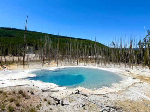 Free Vibrant geothermal pool in Yellowstone Park with lush forest backdrop. Stock Photo