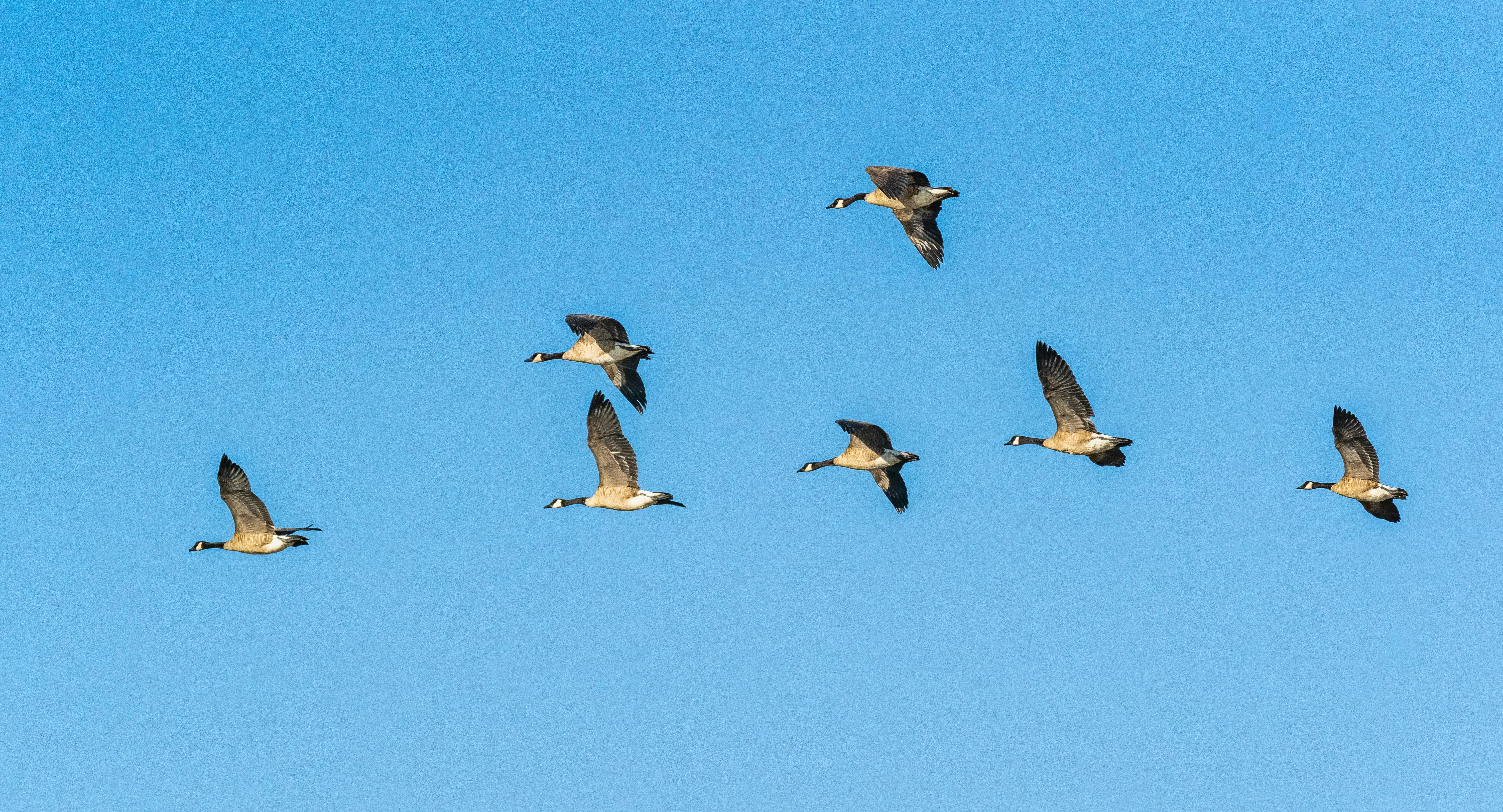 canadian citizenship application