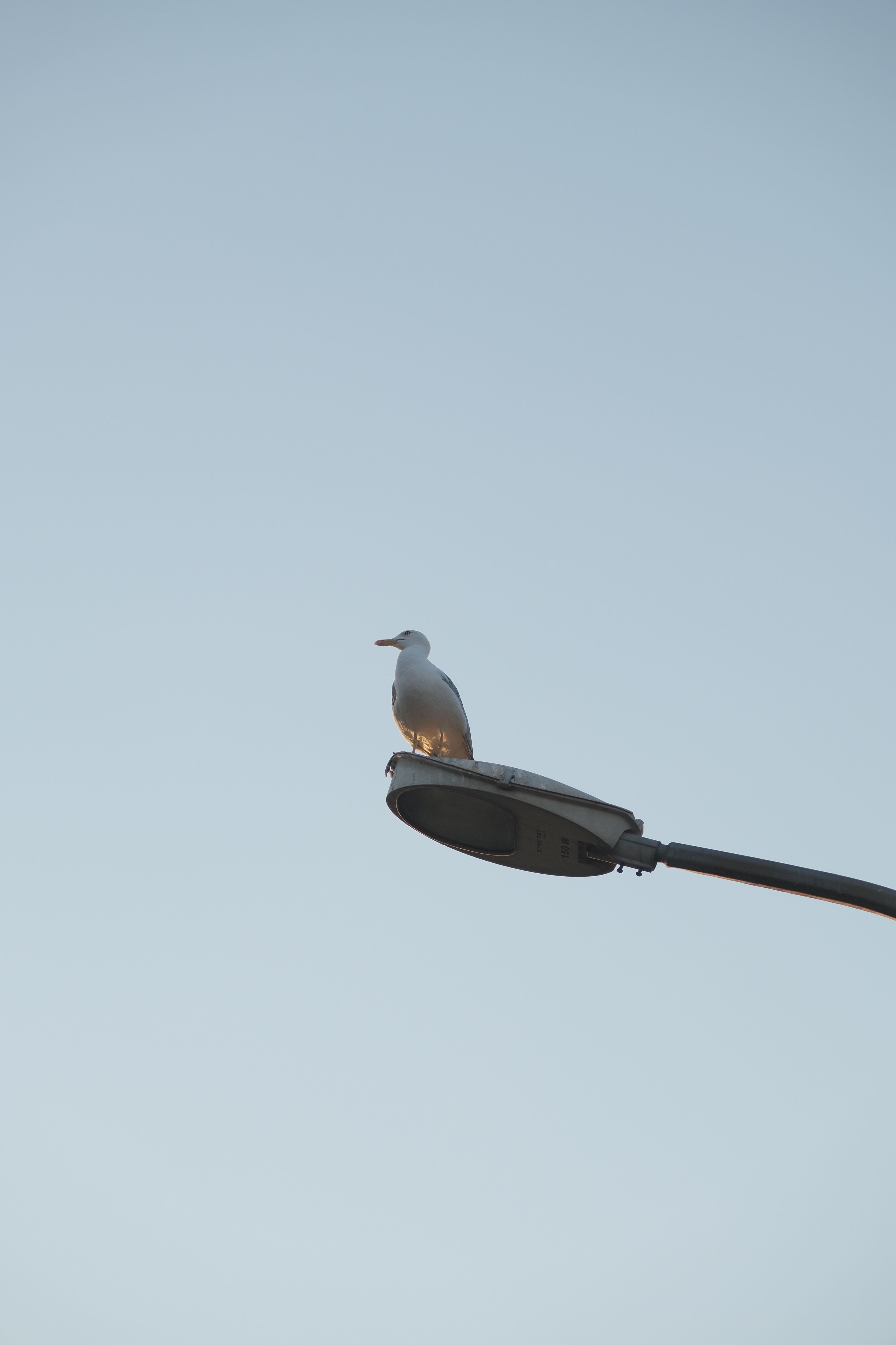 A solitary seagull resting on a streetlight with a clear blue sky backdrop, evoking calmness and freedom.