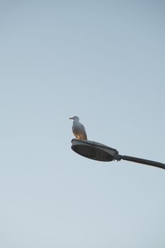 A solitary seagull resting on a streetlight with a clear blue sky backdrop, evoking calmness and freedom.