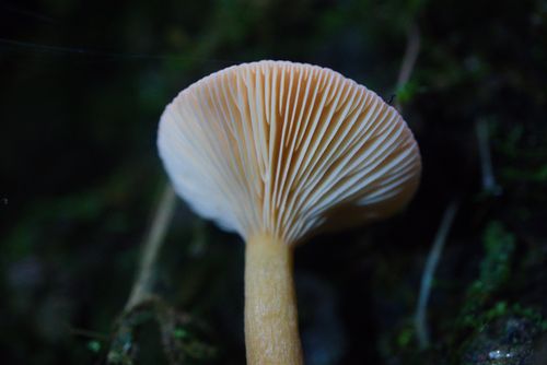 Free Captivating close-up of a wild mushroom, showcasing intricate gills. Stock Photo