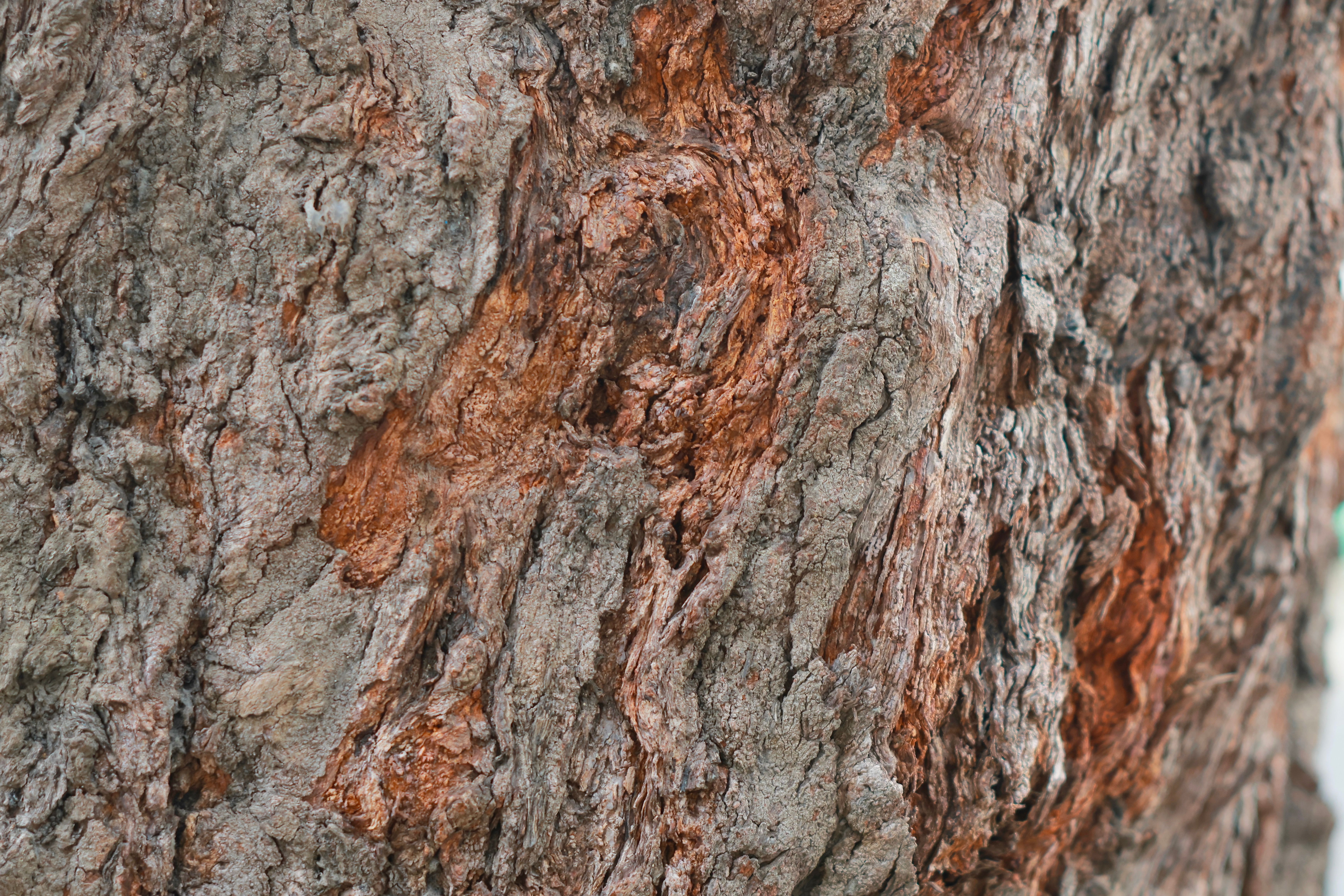 Detailed View of Rough Tree Bark Texture · Free Stock Photo