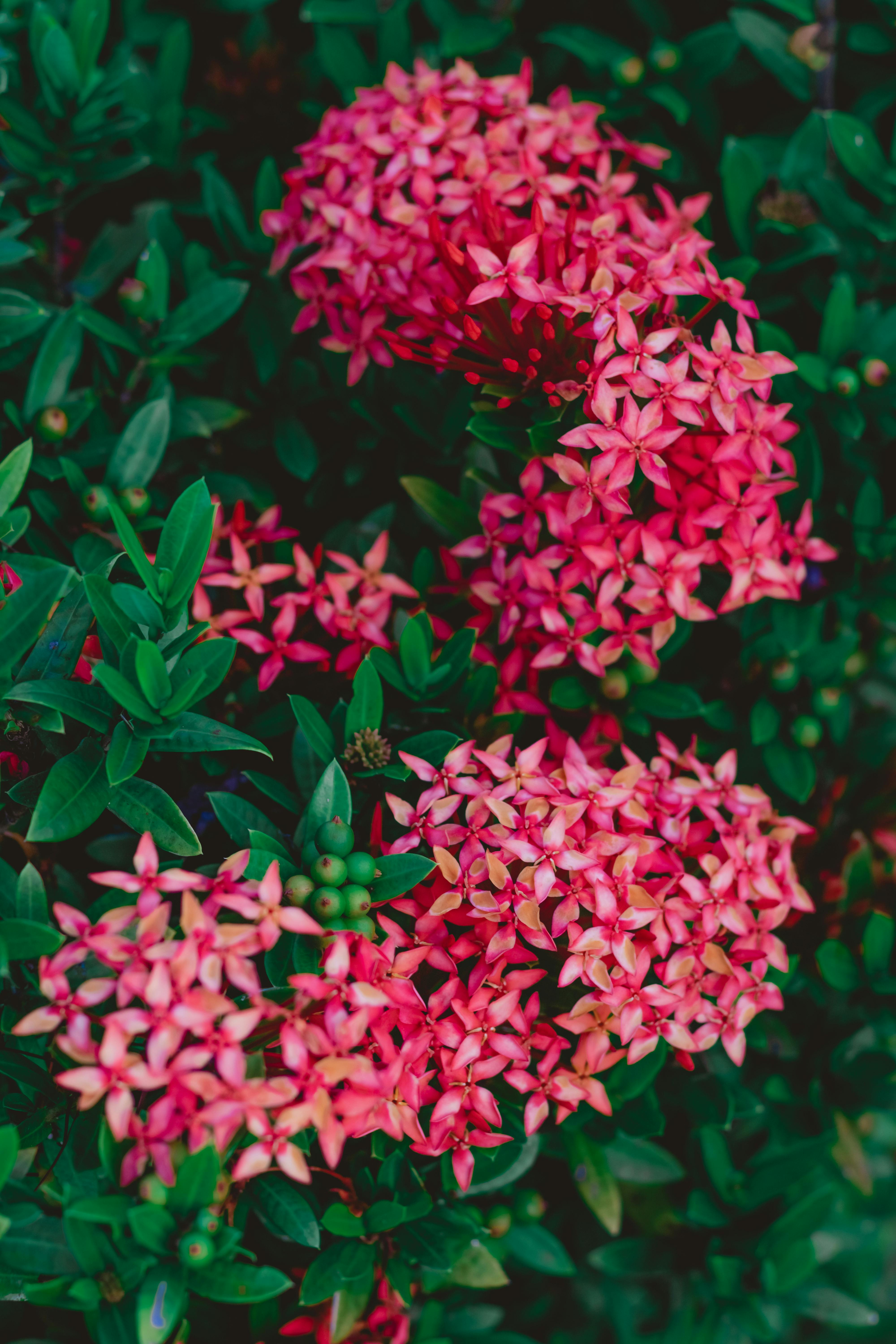 [ColoSach]-beautiful-ixora-flowers-bloom-amidst-rich-green-leaves,-showcasing-nature's-vibrant-colors.