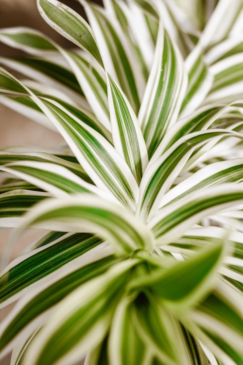 Free Close-up of green and white tropical leaves, showcasing natural patterns and beauty. Stock Photo