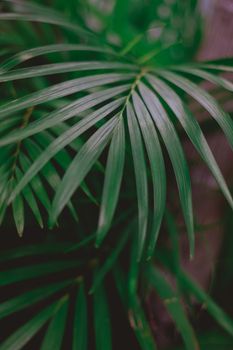 Lush green palm leaves showcasing natural beauty in an artistic composition.