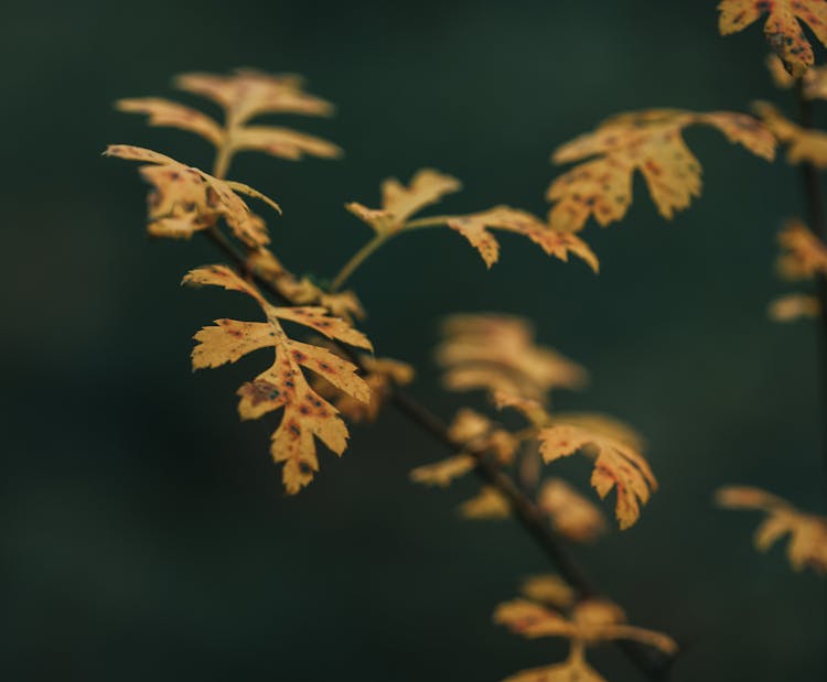 Yellow Leaves On Oak Branch