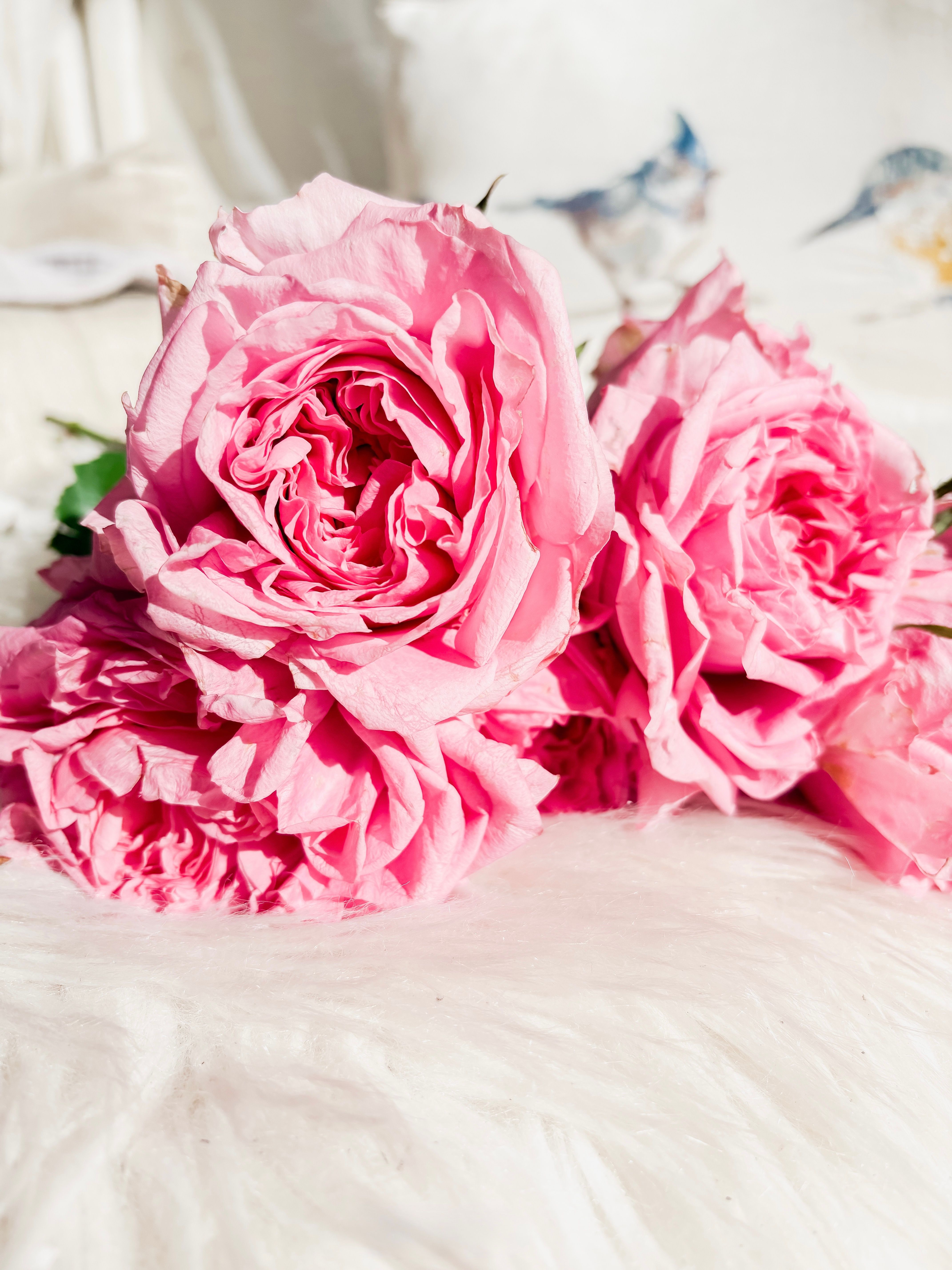 Vibrant Pink Roses on Soft White Background · Free Stock Photo