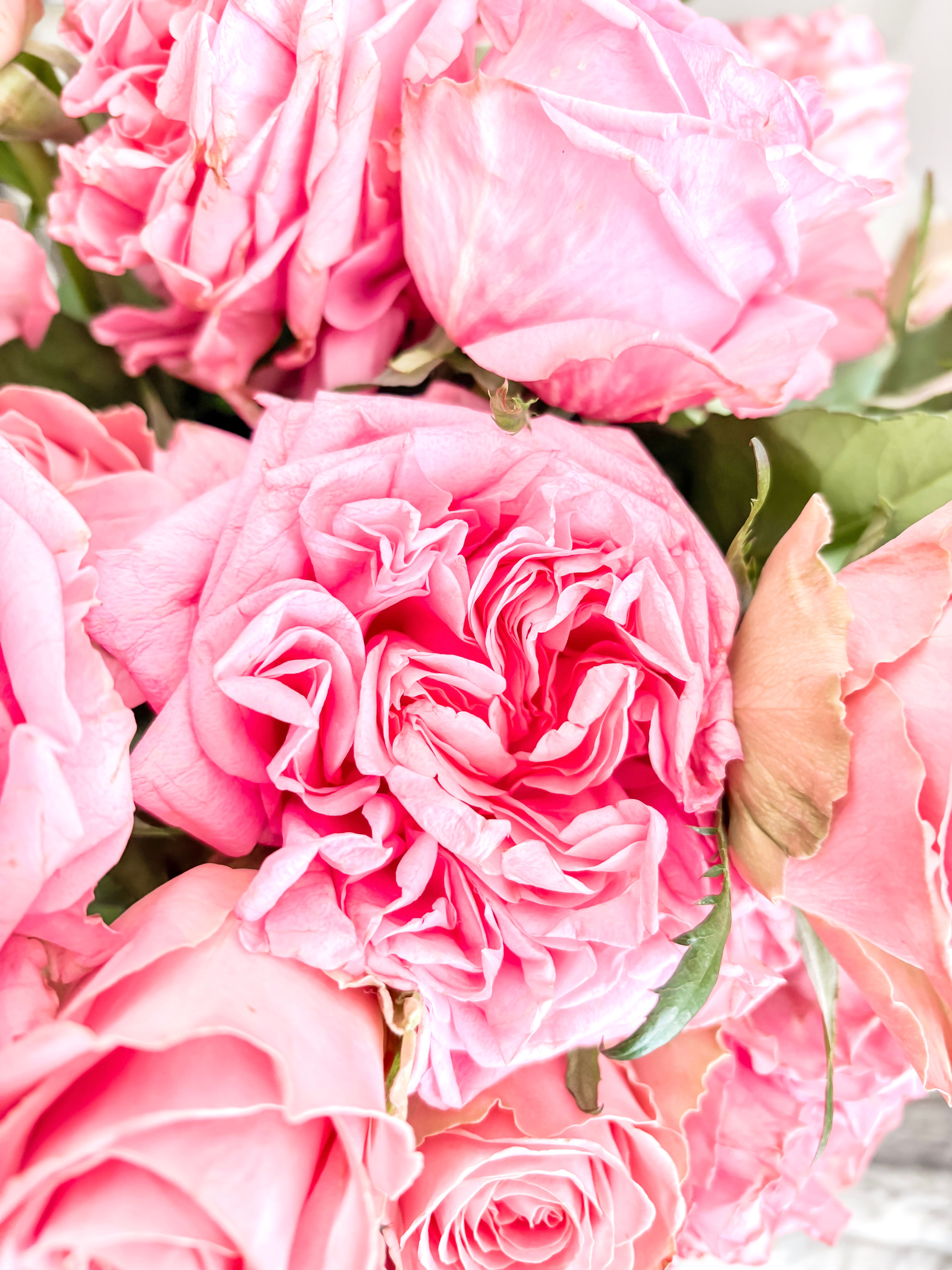 Vibrant pink roses in full bloom creating a beautiful and lush floral display.