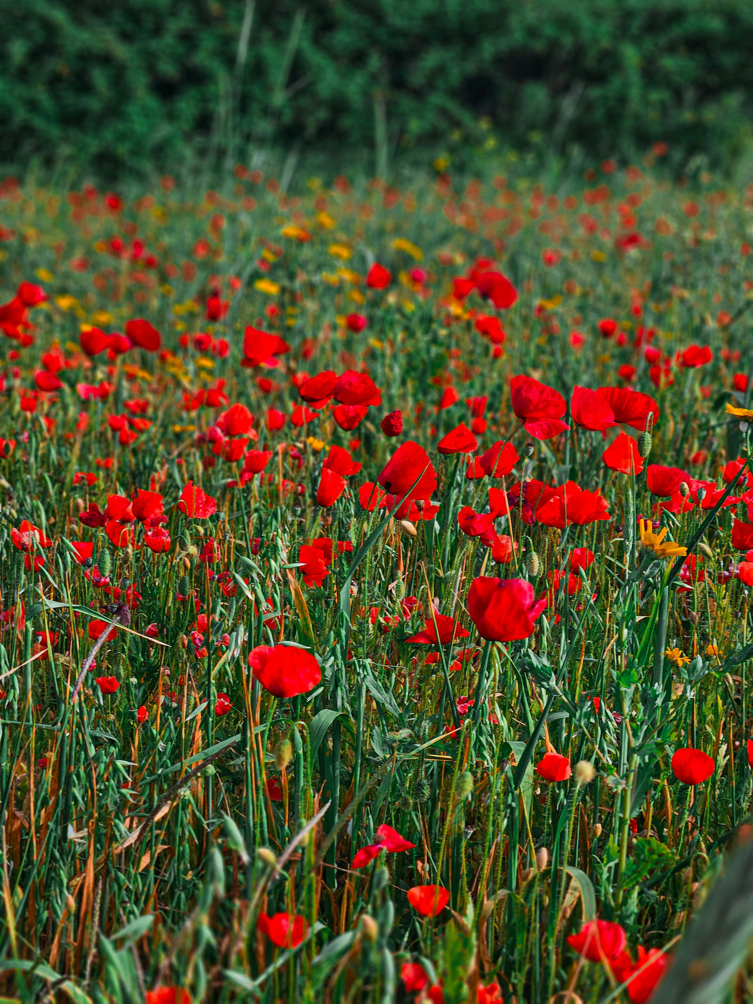 Kostnadsfria Ett fantastiskt fält av röd vallmo i full blom i naturligt dagsljus utomhus. Stock foto