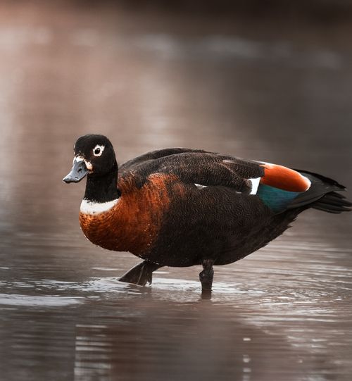 Free Captivating close-up of an Australian Shelduck in East Perth. Stock Photo