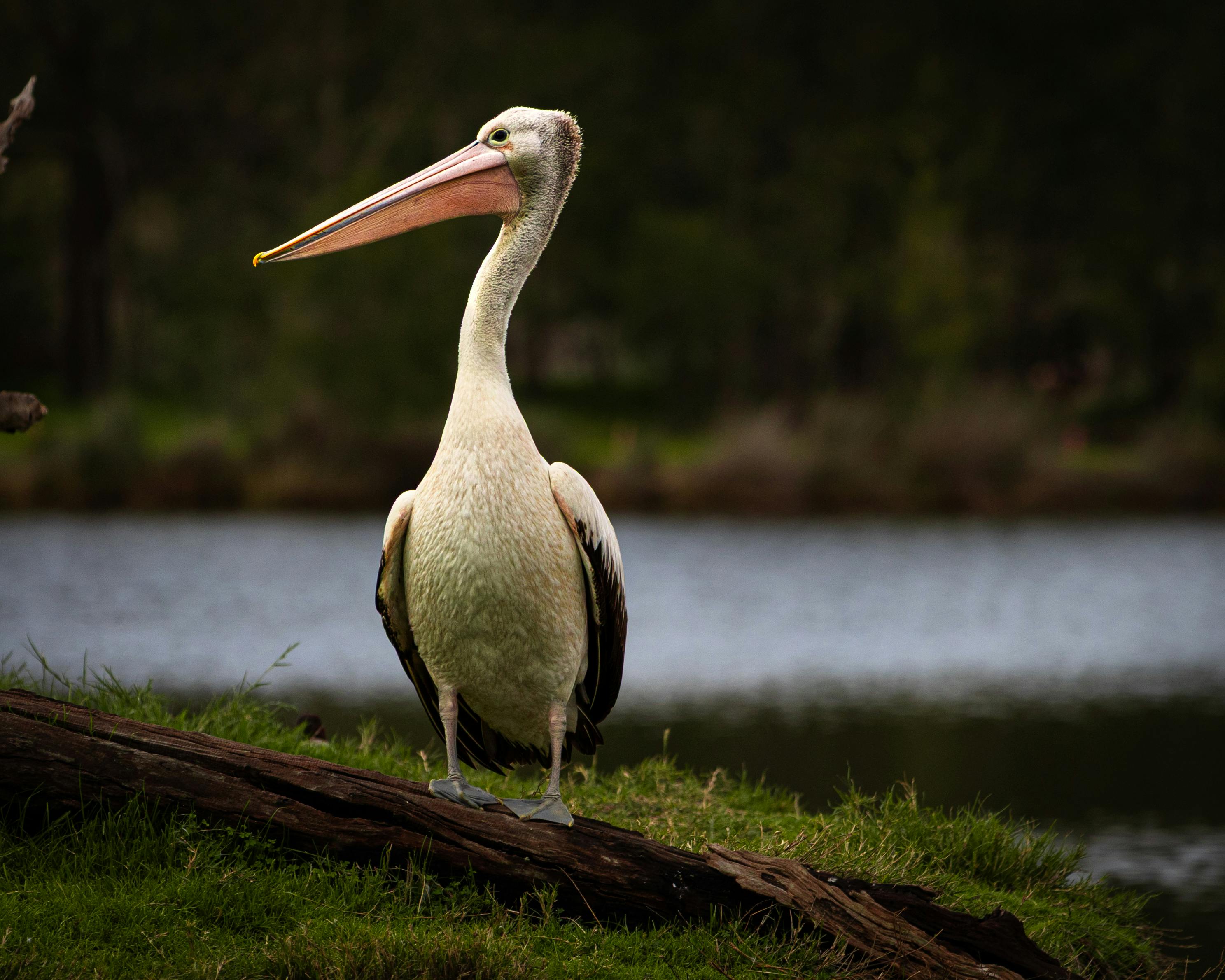 Reusable exhibition backdrop with automotive branding and modular design