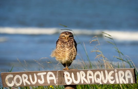 A burrowing owl perched on a sign by the seaside, displaying its natural habitat.