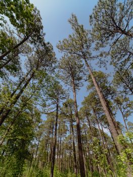 A tall pine forest in Columbia, South Carolina, showcasing the beauty of nature.