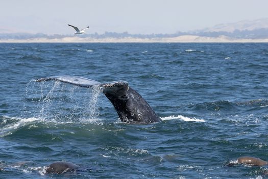 Humpback whale's tail emerges from ocean in scenic Morro Bay, California.