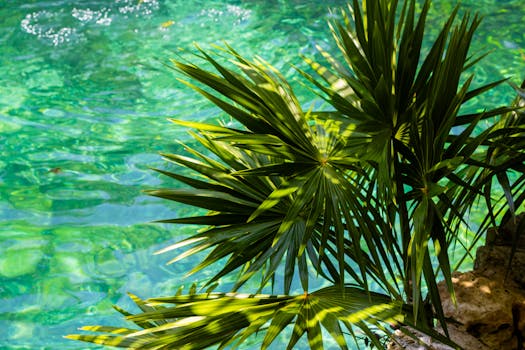 Serene view of vibrant green palm leaves over clear turquoise water in a tranquil setting.