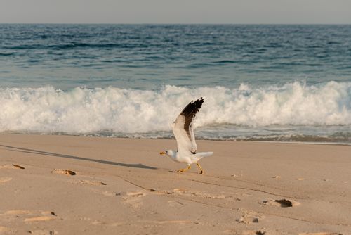 Free A seagull walks along a sandy beach with ocean waves in the background on a bright day. Stock Photo
