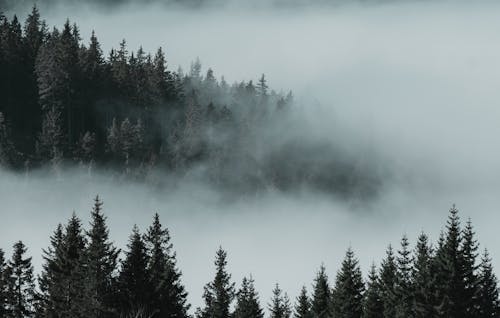 绿松树覆盖着雾