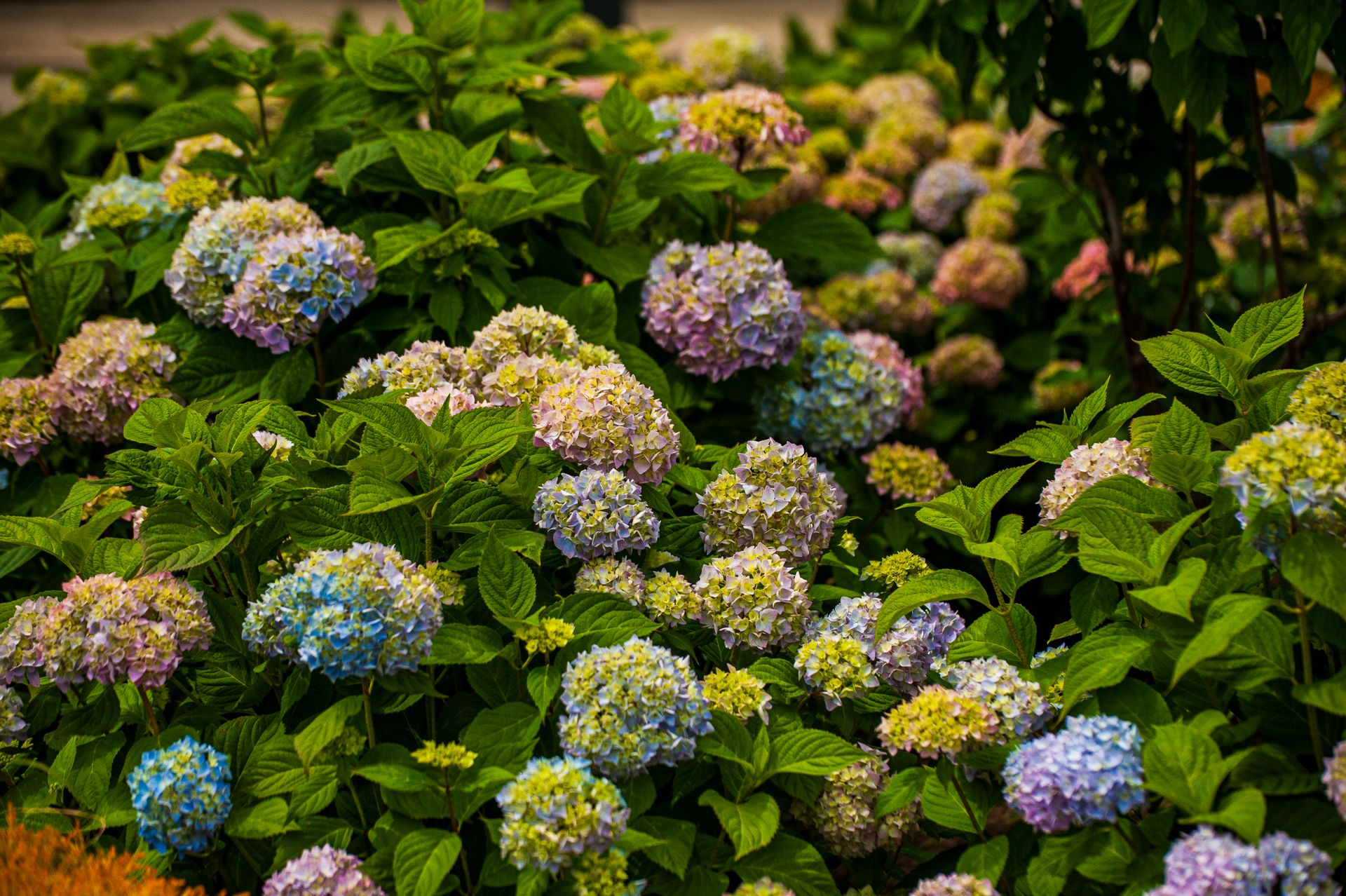 A garden of colorful hydrangea flowers in full bloom, showcasing vibrant summer colors in Tbilisi, Georgia.