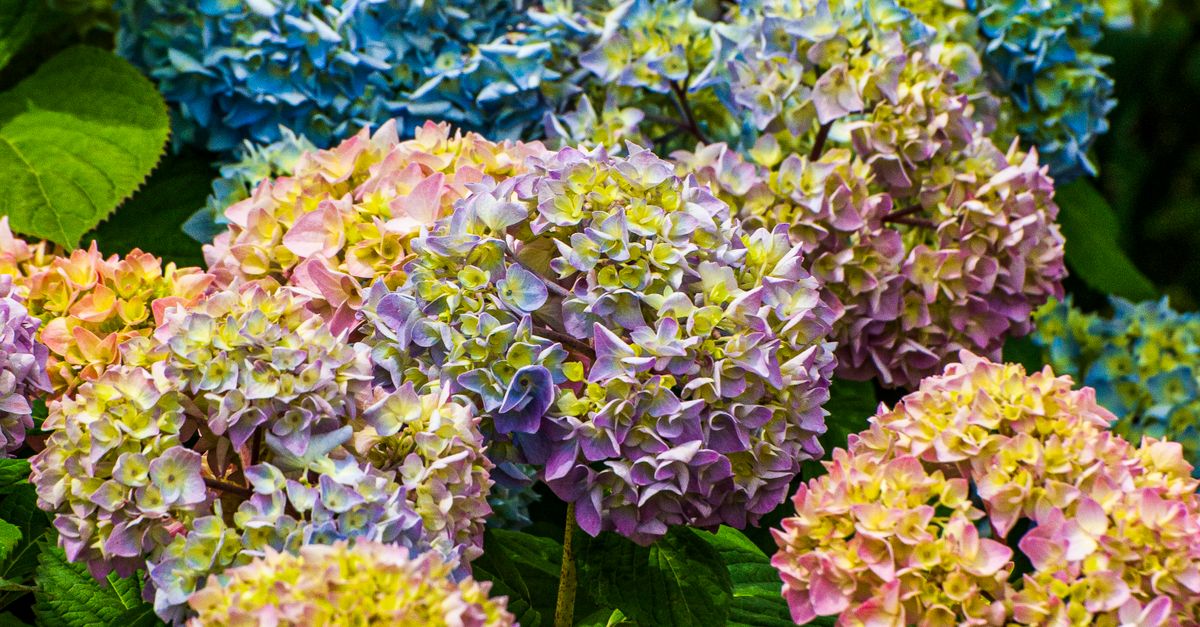 Colorful Hydrangea Tree Colorful Hydrangeas in Full Bloom · Free Stock Photo