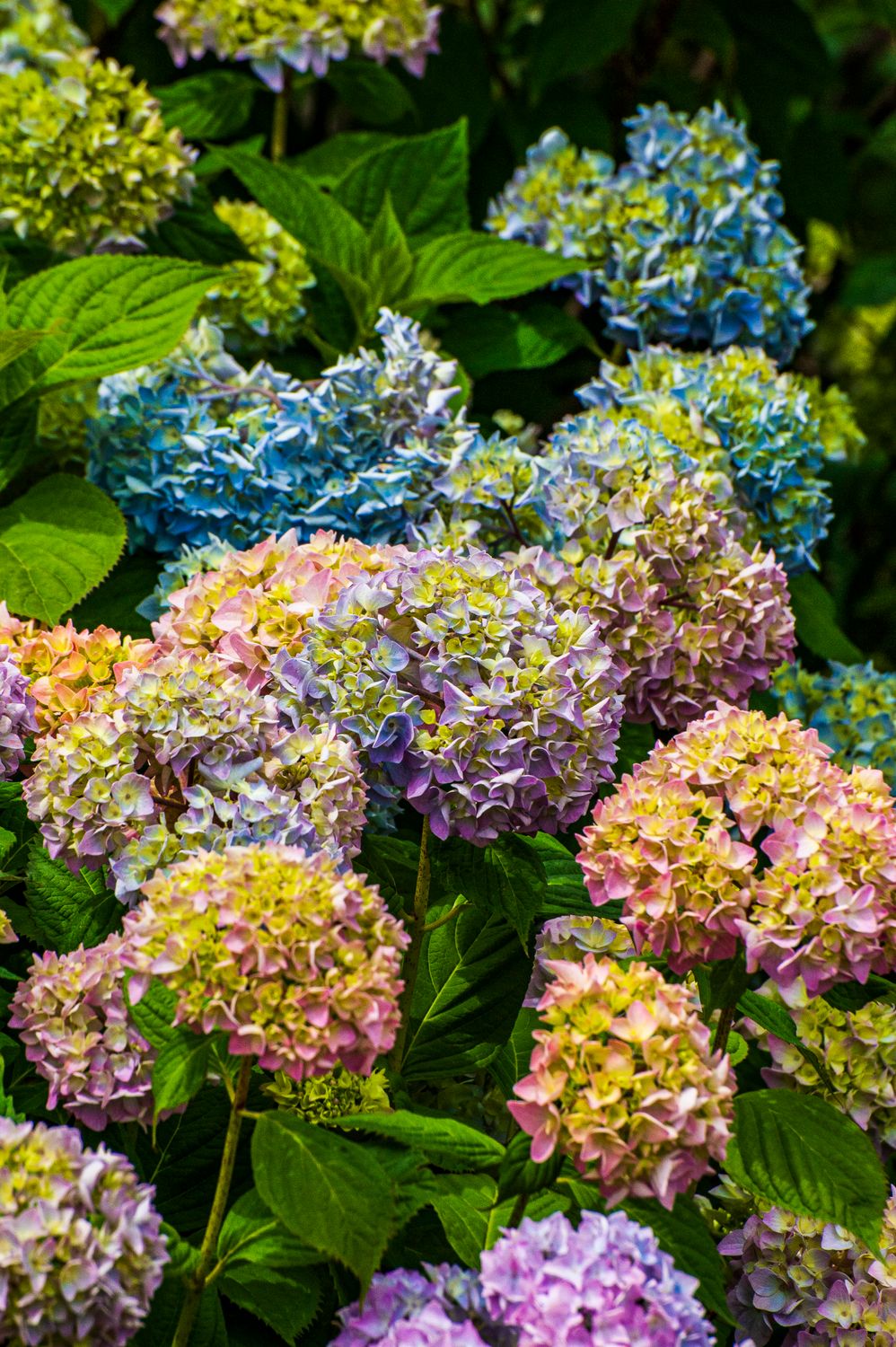 Colorful Hydrangea Tree Colorful Hydrangeas in Full Bloom · Free Stock Photo