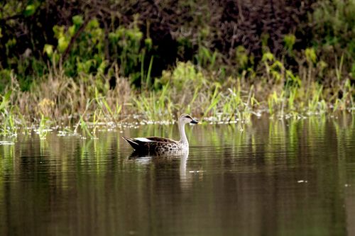 Free Spot-billed duck gliding on a serene pond surrounded by lush greenery in a natural wetland habitat. Stock Photo