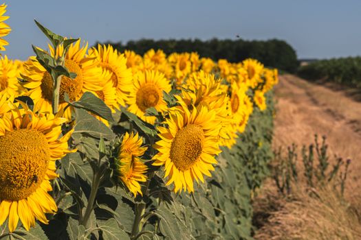 A vibrant sunflower field in full bloom under a sunny, summer sky, capturing rural beauty and natural growth.
