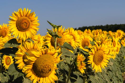 Expansive sunflower field in full bloom on a sunny summer day, showcasing vibrant yellow petals.