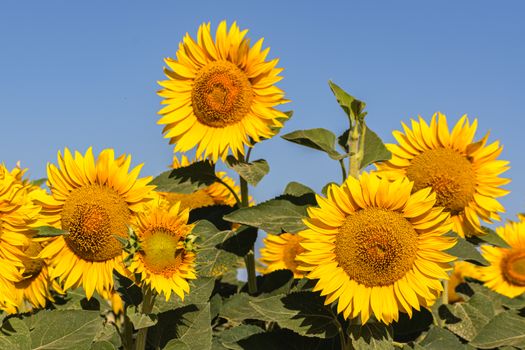 Bright yellow sunflowers blossom in a serene field against a vibrant blue sky, capturing the essence of summer.