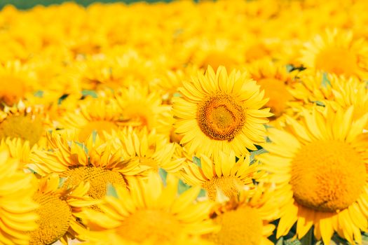 A vibrant field of sunflowers in full bloom during a sunny summer day.