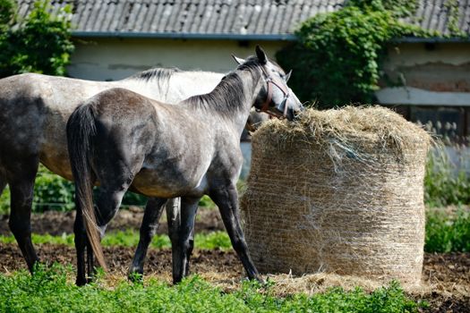 Two horses grazing on hay in a rural farm setting, evoking a peaceful country life.