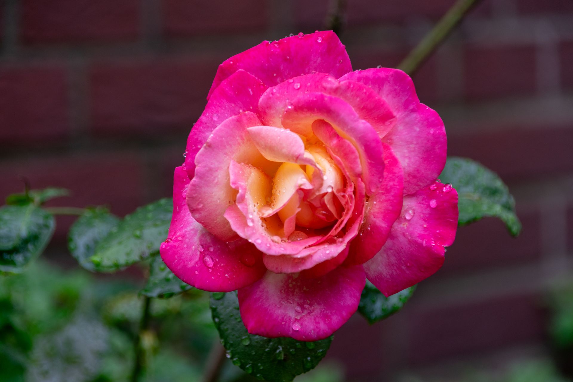 Vibrant pink rose covered in dew with a blurred brick background.