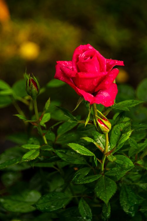 Free Close-up of a vibrant red rose with dewdrops on lush green leaves. Stock Photo