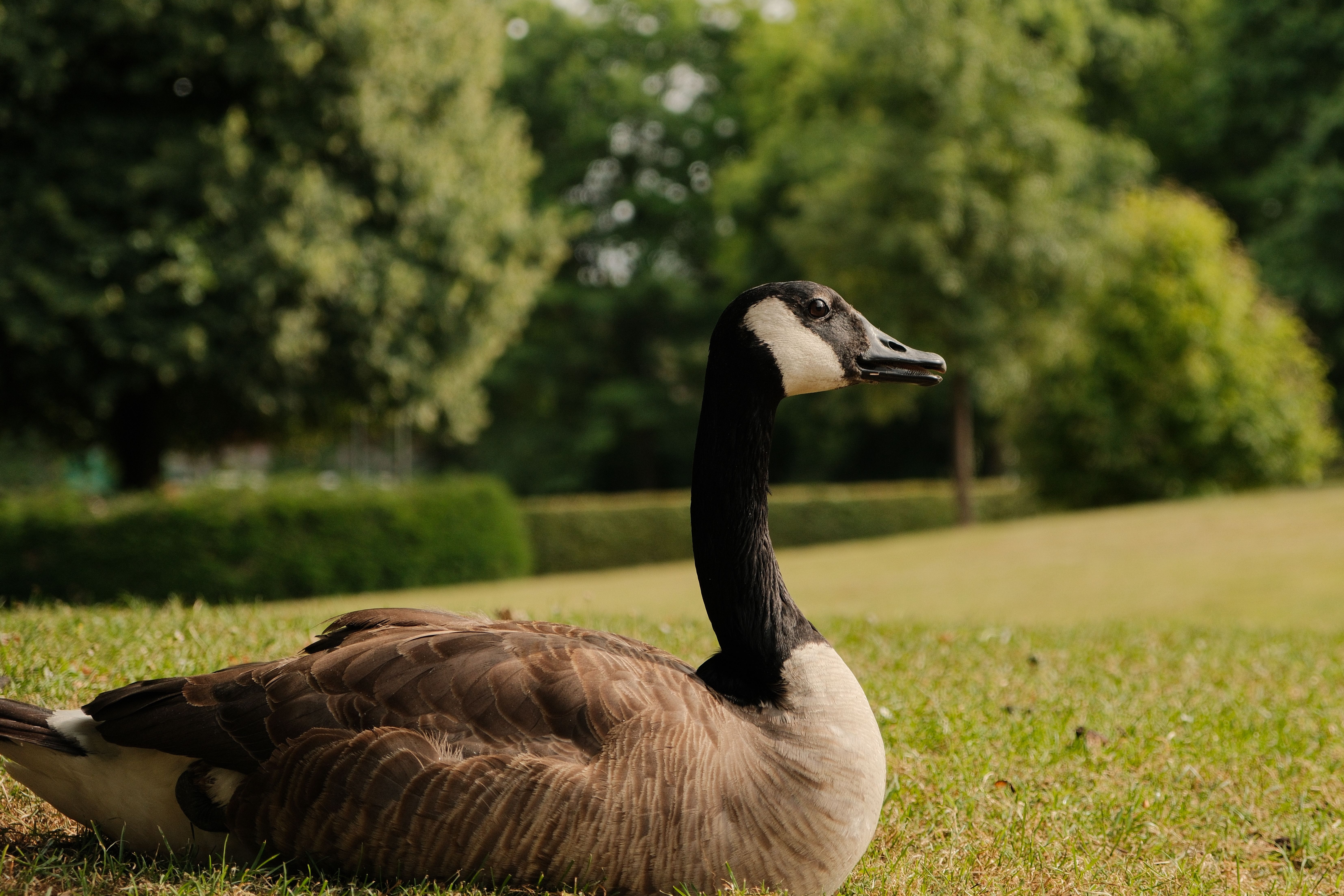 Canada Goose Resting in a German Park · Free Stock Photo