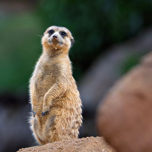 Free A curious meerkat standing upright on a mound, observing surroundings. Stock Photo