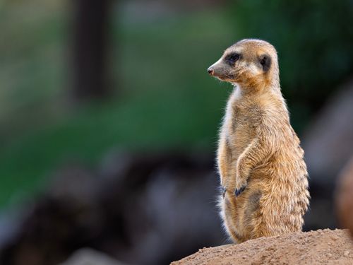 Free A vigilant meerkat stands on a sandy mound in a natural setting, showcasing its curious nature and adaptive behavior. Stock Photo