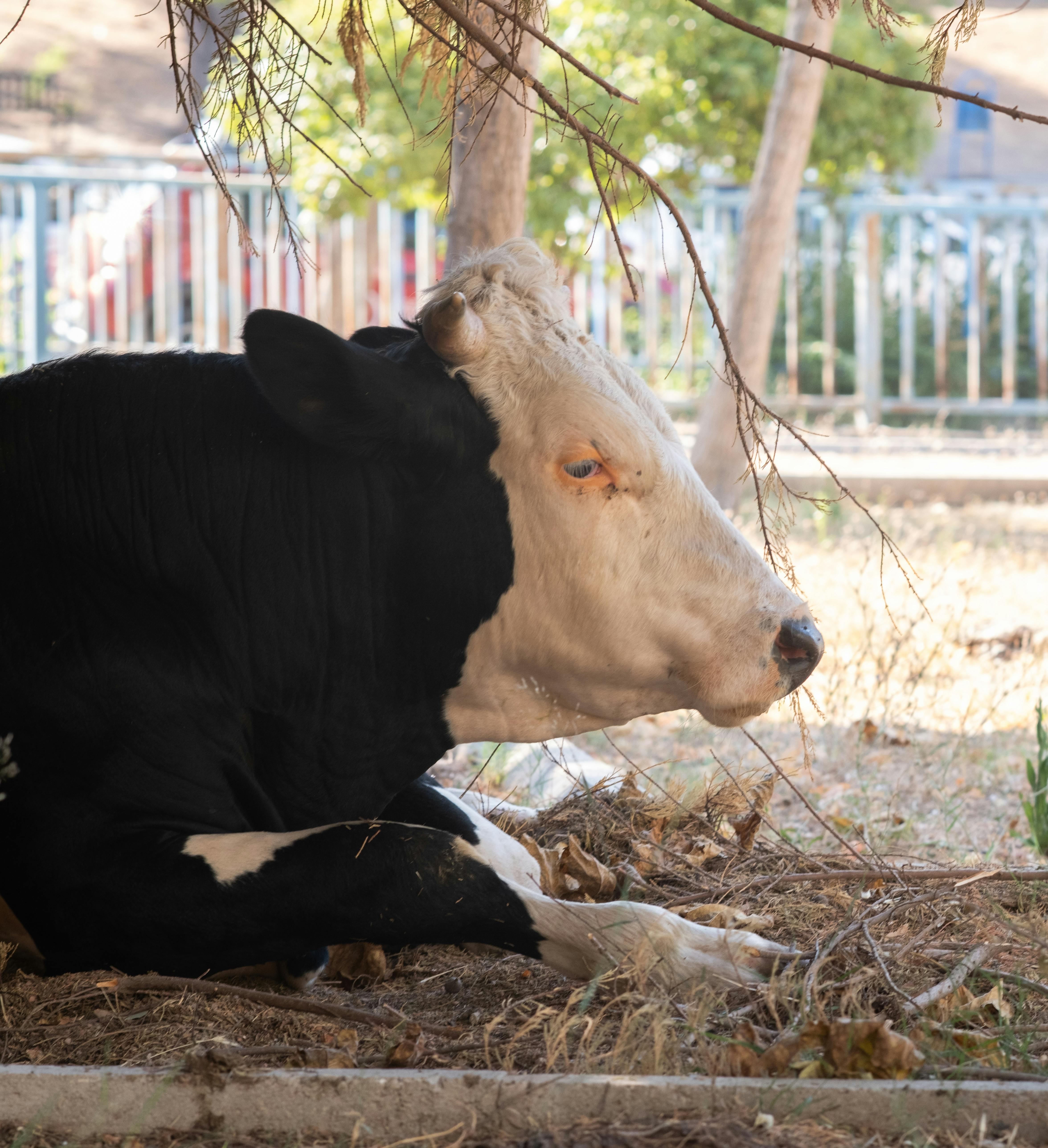 Gratuit Une vache Holstein Frisonne paisible se relaxant sous un arbre à Izmir, en Turquie. Photos