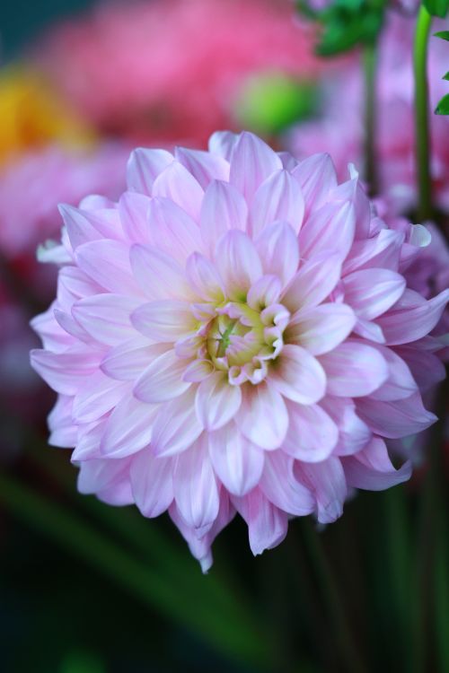 Free A detailed close-up of a pink dahlia flower showing its vibrant petals and intricate details. Stock Photo