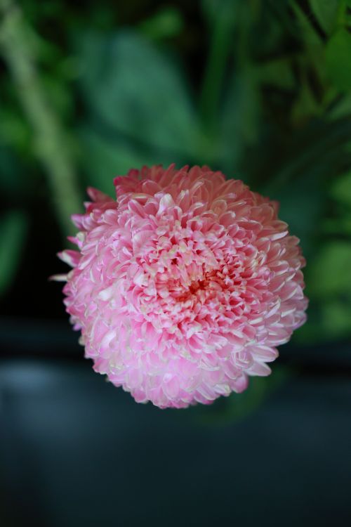 Free Vibrant close-up of a pink dahlia flower in full bloom, showcasing its intricate petals. Stock Photo