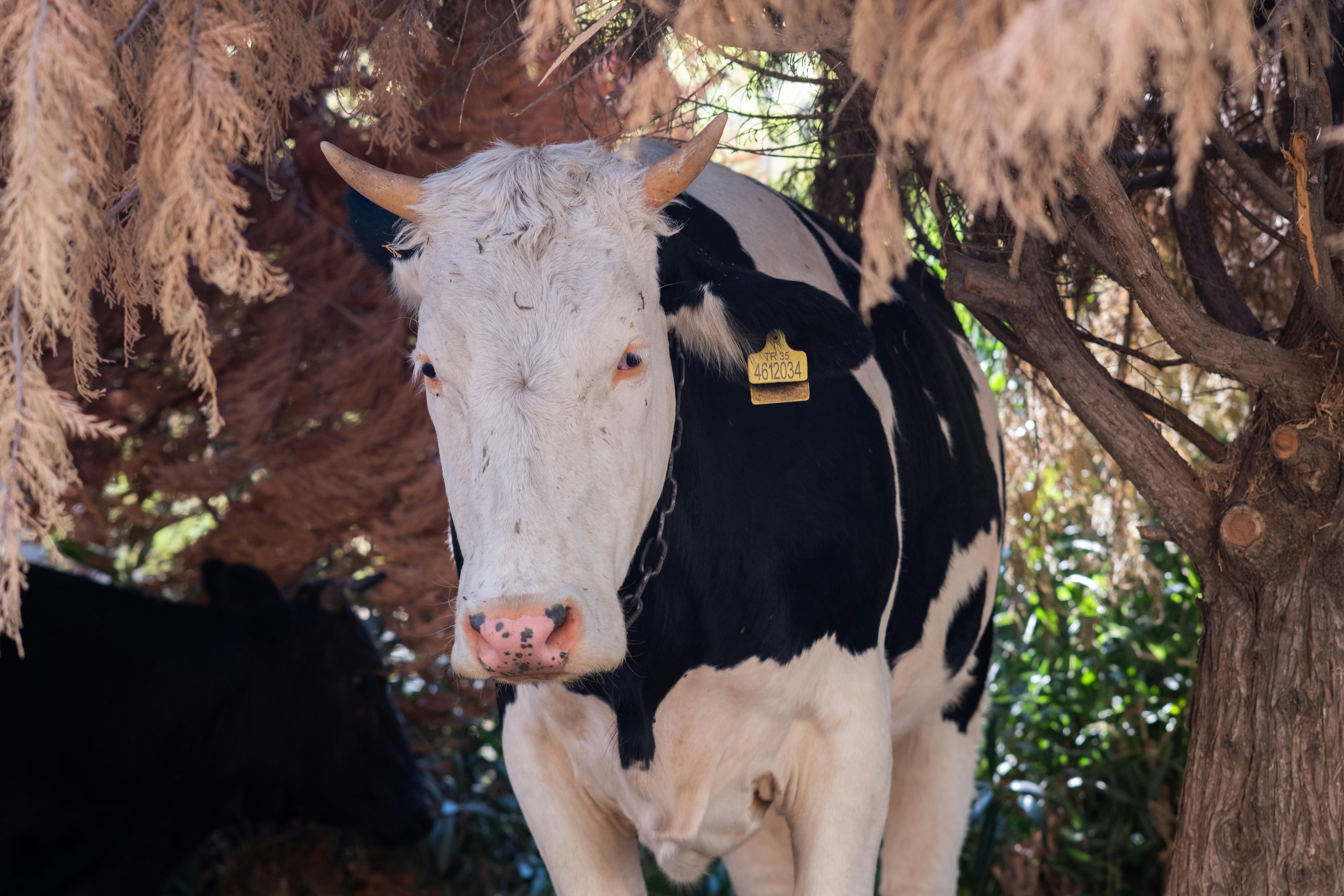 🎉 上海的新晋动漫周边店，粉丝们快来看！✨